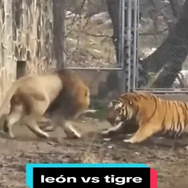 león vs tigre  los 5 felinos más fuerte del mundo.  #foryoupageofficiall #foryoupage #foryou #natural #naturaleza #nature #trendingvideo #trending  #trend #viraltiktok #parati #agua #Amor #Love #usa_tiktok #usa #Viral #animalestiktok #viralvideos #viralvideosFacebook #Views #loveanimals #búfalo #Love #Amor #amorpropio #mexicano 