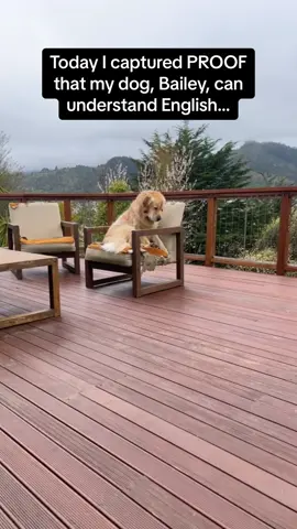 Dogs are evolving 🐶🤣 #RoadTo15Million #Pubity  (Samantha Marshall via ViralHog)