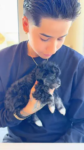 EVERYONE MEET CHAPIS🥺🐾!! #fypage #foryou #puppy #maltipoo #newfamilymember #chapis 