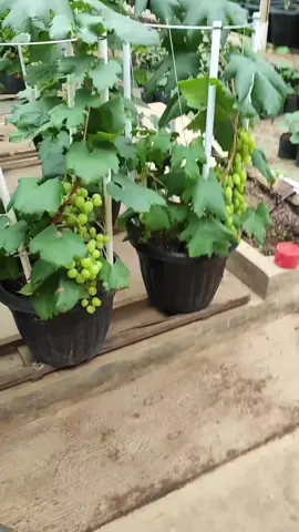Anggur merupakan tanaman Buah yang sangat mudah sekali berbuah🍇 pesan bibit anggur unggulan bisa wa 082134684462