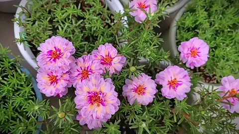 Hoa 10h mix màu siu xinh của sốp 🌸#hoamuoigio #kenhnaycohoaxinh 