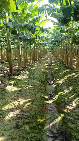 Inspirasi perkebunan buah pisang yang menakjubkan di luar negeri #fyp #trending #viral #reels #shorts #vod #fbpro #facebookpro #pemula #pertanian #agriculture #farming #perkebunan #kebun #gardening #garden #harvesting #pisang #banana 