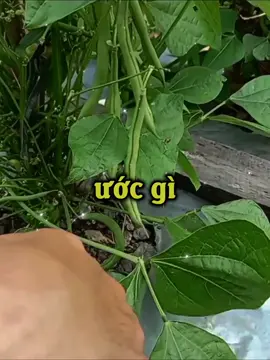 Đậu cove lùn dễ trồng quanh năm #daucove #nongnghiep #nongsan #meovatcuocsong #hatgiongmattroi 