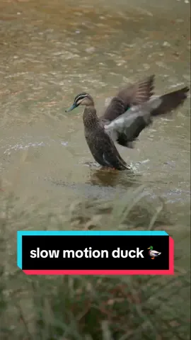 Having a lot of fun with slow motion clips lately! This video happened 5x faster in real life so it’s cool to see the action slowed down.  This is a pacific black duck and they’re native to Australia 🦆 #duck #ducktok #australia #birdwatching #birding #birdphotography #wildlife 