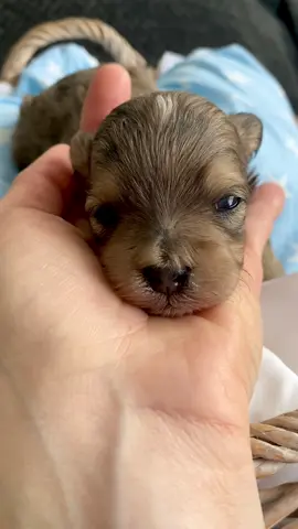 Before & After‼️Merle Maltipoo puppy TRANSFORMATION 😲 ##doglover##doglovers##cutnessoverload##cutepetclub##toomuchcuteness##toocute##toocuteforwords##puppy##puppylove##puppylover##reelsvideo##trendingreels##maltipoosofinstagram##maltipoos##cutestpuppy##dogs##cutestdogs##teddybearlove##teddybeardog##dogofinstagram##instadog##instadoggy##doglife##doglifeisgood##mlapets##pet#petlovers