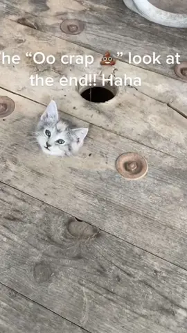 Cat:help my head #funnycats #funnyanimals #funnyvideos #cat #kitty #cats #foryou #petvideos #funny #funnnycat 