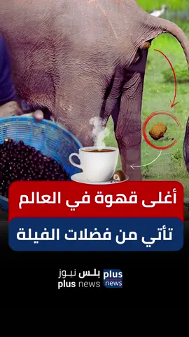 قهوة من فضلات الفيلة #tiktokarab #قهوه #foryou #viral #fyp #coffe 