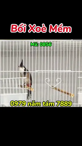 Bổi VIP Xoè Mềm Bộ Lực Chim - Chào Mào Bổi VIP #chaomaotochat #chaomaoboituyen #chaomao #nhuphuongboivip 