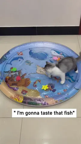 @Tiffanyl Sensor Water Playmat, Thickened Water Sensor Play Mat for Cats, Water Sensory Playmat with Fish for Pet Play- not this cat🫠 #catsfyp #fypcatsoftiktok #bengalcat #catlife #cat #cats #fyp #4upage #f #PetsOfTikTok#animalsoftiktok #cattok #animals #pets #catsvideo 