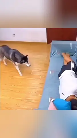 Funny animals 🤣🤣 #pet #cat #dog #cute #animals #foryou #typ