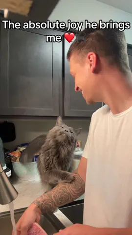 Anybody know where Ash dropped his crown? 👑 Definitely the sweetest cat on TikTok! My absolute best friend! ❤️🐈‍⬛ #sweetcat #viralcat #catdaddy #foryoupage 