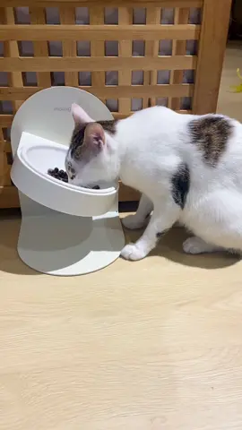 Adjustable ceramic cat bowl #pet #catfood #PetsOfTikTok 