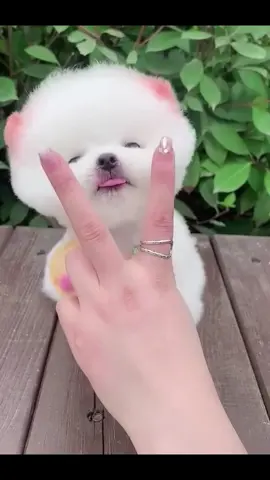 #trend #viral #funny #dog #cutedog 