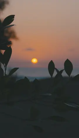 🌅 Relaxing wind sounds at sunset ✨ Like & Follow for more relaxing videos! #fyp #fypage #fypシ゚ #fypツ #sunset #sunrise #leaf #leafs #sleep #wind #softwind #sounds #sound #relaxingvideos #asmr #whitenoise #asmrsounds