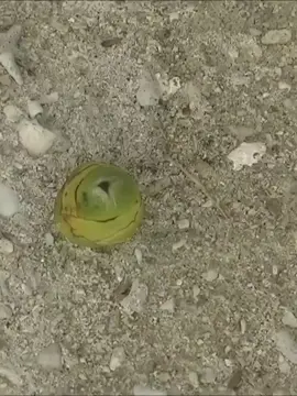 Coconut buds can fall off the tree for a number of reasons, including disease, nutrient deficiencies, and other factors.  #foryourpage #fypage #foryou #fy #foryoupage #fyppppppppppppppppppppppp #tiktok #simplelife #life #travel #Love #placetovisit #coconut #coconuttree #buds #nature #province #philippines #beach #sand #s #fun 