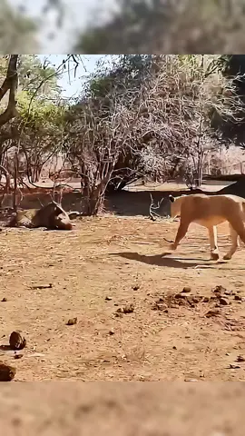 The lion rescues warthog from leopard. #wildanimals #animals #foryou 