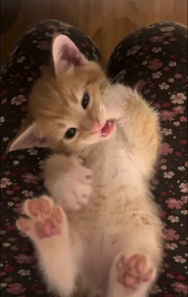 sweetest little boy🥹 #catsoftiktok #cute #kitty #sweet #cuties #kittens 