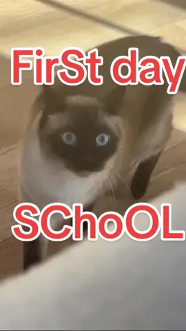 SEND 2 A BuGUE WHO FIRST IS DAY OF SChooL ,, or,yes ,.LMOA #BAGAGWA #backtoschool #catsoftiktok #foryou #fyp 