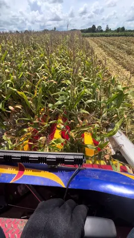 หวานจ้อย😝 #ขุนพันธ์รถเกี่ยวซิ่ง🌽🌽 #จ้าวช้างไวไฟ #วัยรุ่นคอนหวัน #สนามเถื่อน 