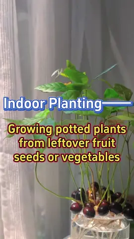 #garden #gardening #gardeningtips #plants #planting #plant #homegarden #indoorgarden #houseplant #houseplants #indoorplant #indoorplants #gardentools #backyard 