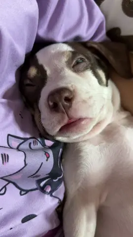 Which name suits her Bambi or Rambi? 🐶 Please help my furparents decide hihi - love rambo 💕 #doglife 