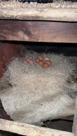 #homesteading #chickens #ducks 