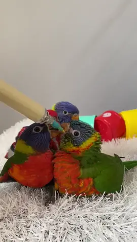 اللهم صل على محمد وآل محمد 🌹 لوري 😍💙🐣