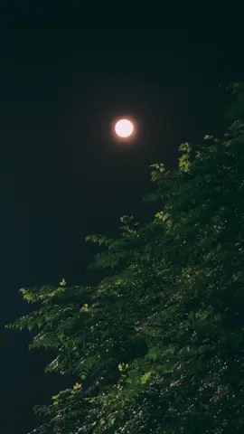 Super Moon 🌕♥️ #supermoon #bluemoon #islamabad #pakistan #barish #trendingreels #viral #explore #viralvideos 