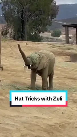 It's called fashion 🎩 #babyelephant #ohlookastrawberry #elephant #cuteanimals #sdzsafaripark