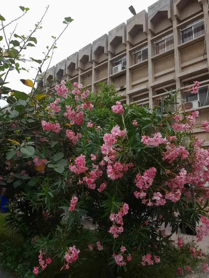 الانسانيه مالتنه😔♥️✨️وذكريات الدوام#_البصرة  #جامعة_البصرة #كرمة_علي #كليةالتربيةللعلوم_الإنسانية 