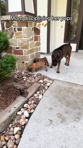 #canecorso #italianmastiff #baronacanecorso #corsopuppy #fypage 