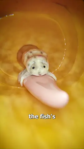 Parasite Replaces A Fish's Tongue 😱 #tiktok #shorts #viral #video #fypage 