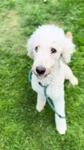 Meet Zoe! Zoe is a 1-2 year-old Poodle or Poodle mix who weighs around 40 lbs and is absolutely cute as can be!  Zoe is such a sweet angel pup! She is so friendly and sweet with people. She’ll nuzzle her head right into your lap and gives the sweetest hugs. She’s been non-reactive with other dogs, and could likely coexist with other four-legged siblings.  We’re at 2274 S 600 W, South Salt Lake and are open Monday - Friday from 9am - 5pm.  ♥