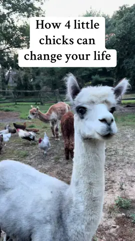 12 years ago we got 4 chicks for fresh eggs - now we habe 3 alpacas, 4 goats, 13 rabbits, 30 chickens, 11 ducks, 2 geese, and 5 pigeons. Plus we moved to a farm with a 2000 sq ft barn. Best decision we ever made #farmtok #farmlife #farm #farmanimals #alpacas #goat #chicken #duck #geese #homestead #barn #livingmybestlife 
