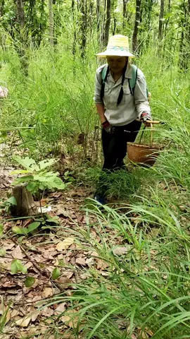 คนดวงดีไปขี้กะพ้อเห็ดPeople with good luck go and poop and still find mushrooms. #คลิปตลก #คลิปฮาฮา #ฟีดดดシ #funny #comedy #funnyvideos #เทรนด์วันนี้ 