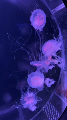 雰囲気動画の素材に使ってくだちゃい #クラゲ #淡い #雰囲気 #素材 #素材配布 