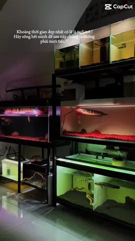 Chúc ae sáng cf ngắm cá chill chill nhe 😁❤️‍🔥#calocchoithotoc #channamaru #calocvayrong #redpangkalanbun #xuhuongtiktok #capcut #viral #calocvayrongnhapkhau 