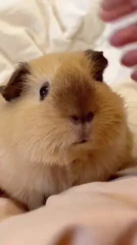 so cute guinea pig.🥰🥰🥰💕😂🎉  #guineapig #guineapigs #pet #cute #cutepet #petlover #fyp #funny 