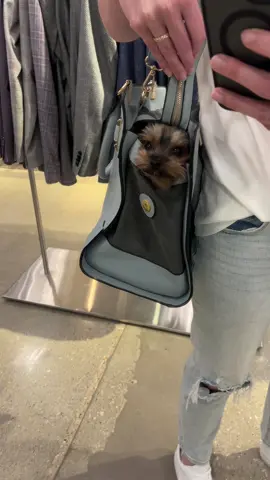 Sneaky sneaky 😉 #bagdog #tinydogs #yorkie #sneaky