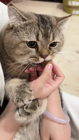 This cat knows how to enjoy.#cat #cutecat #cute #cuteanimals #funnycat #catsoftiktok 