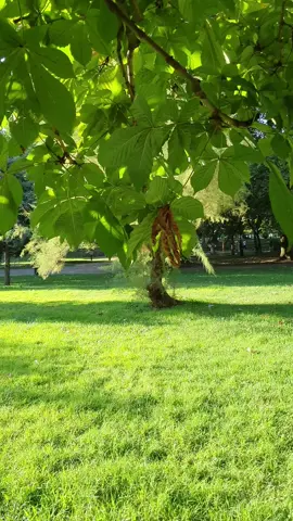 #اذا_بيناتنا_بعيد_المسافات🚶🥺  #وسوفيات_ابو_وديع_سلطان_الطرب  #إلى_متى_يالوز_إلى_الابد_ياسكر🖤 