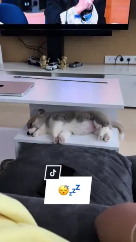 Dreaming🐶💤 #sleeping #corgi #corgisoftiktok #dog#puppy#fy #fyp #dreamingdog #Love #funny#funnydog #corgipuppy #pembrokewelshcorgi #welshcorgi #corgilove 