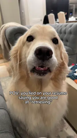 He still delivered #goldenretriever #dogpov #sillydog #goofy 
