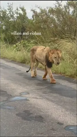 forwards beckon rebound. #wildlife #nature #planet #wilfanimals #fyppppppppppppppppppppppp #capcutedit #forwardsbeckonrebound #animals #CapCut 