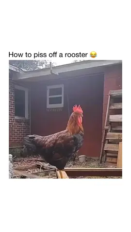 😂❤️ #animals 