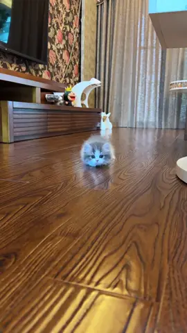 What does it want to do furtively?#cat #cutecat #cute #cuteanimals #funnycat #catsoftiktok 