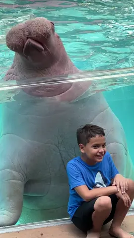 Splashing walrus! #animals #trend #trending #viral