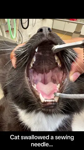 This cat swallowed a sewing needle. Luckily it got stuck in its throat so we could easily remove it. 🪡 #vet #vettechlife #cat #vetmed #vetnurse #veterinarian #vetcliniclife 