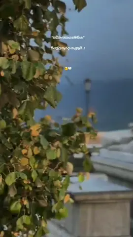 සියල්ල හැරදා යා යුතුයි 🙂🤍 . . . ###_______ ##for_you ##fry #for_you_page #hapiya ##_______💯💯💯💯 