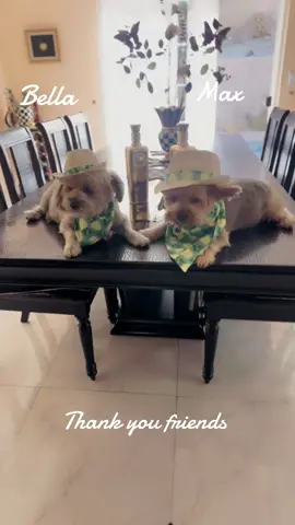 #dog#animal#cowboy#dog#fypシ tiktok#animal#fypシ゚